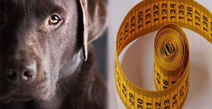 2-best-methods-to-get-dog-collar-sizes-by-breed-pets-dog-world