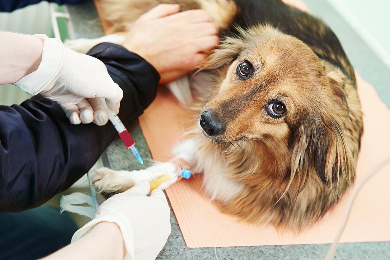 how-to-test-dog-blood-sugar-at-home-in-6-steps-pets-dog-world