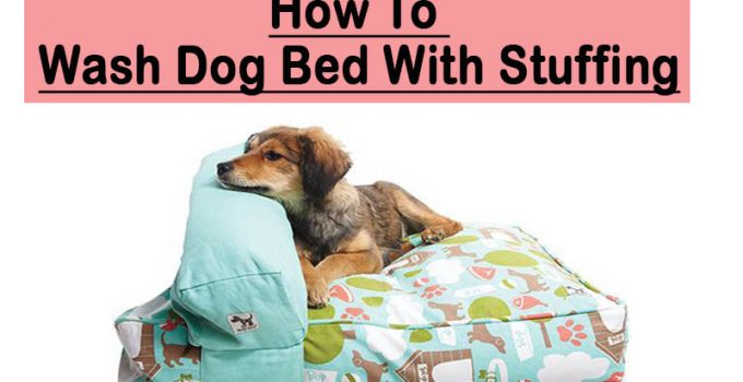 dog ate bed stuffing