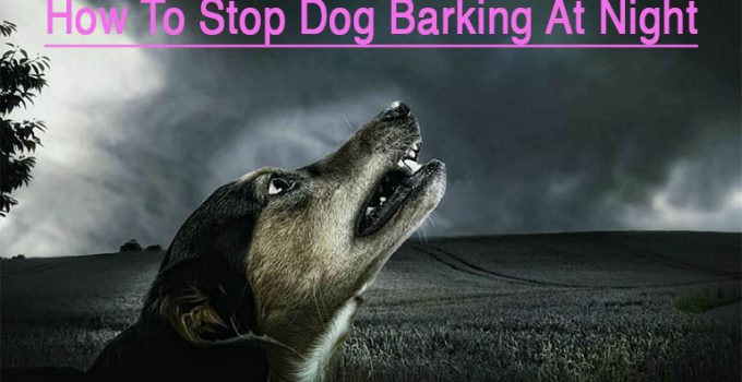 12 Ways On How To Stop Dog Barking At Night Outside | Pets Dog World