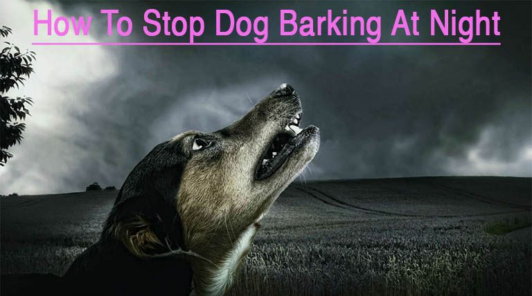 12 Ways On How To Stop Dog Barking At Night Outside | Pets Dog World