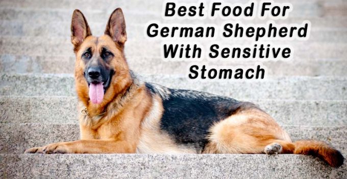 3 Best Food For German Shepherd With Sensitive Stomach | Pets Dog World