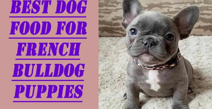 3 Best Dog Food for French Bulldog Puppies | Pets Dog World