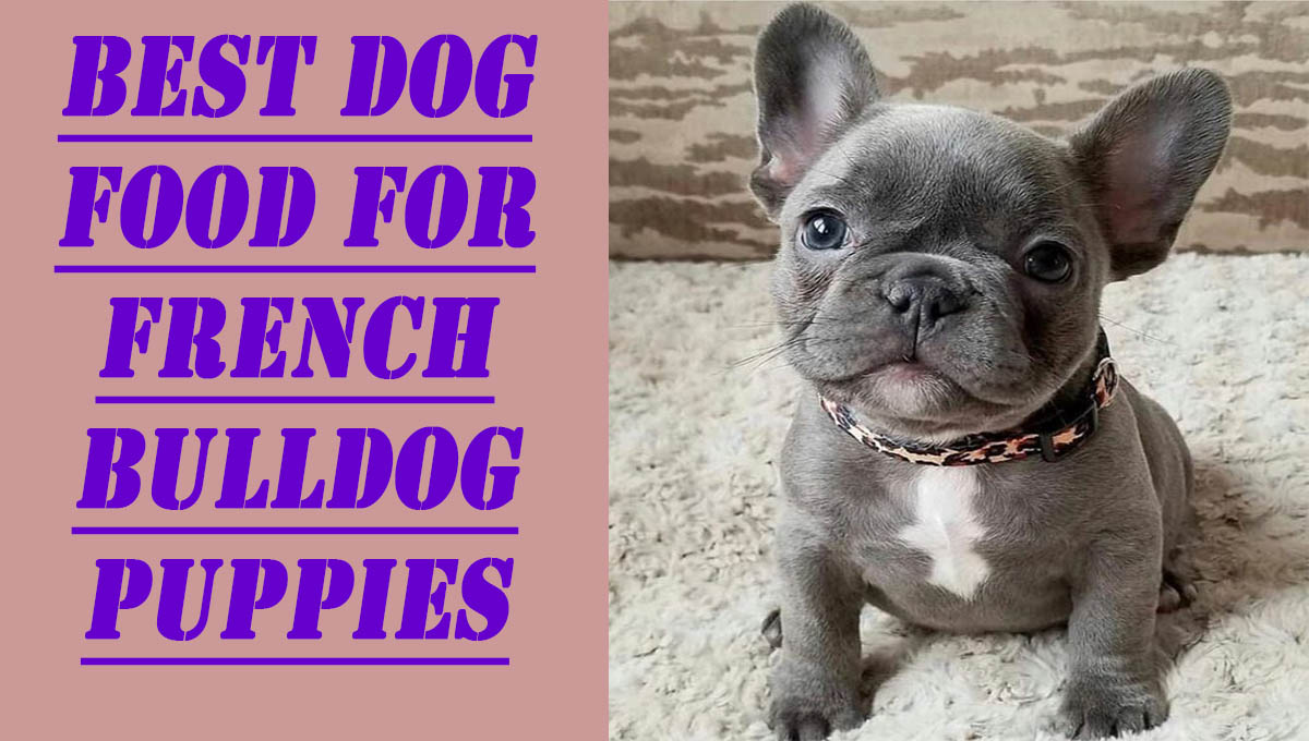 3 Best Dog Food for French Bulldog Puppies | Pets Dog World