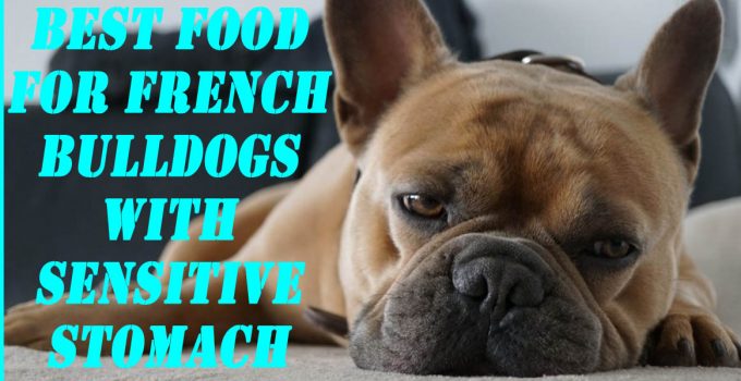 Best Food For French Bulldogs With Sensitive Stomach