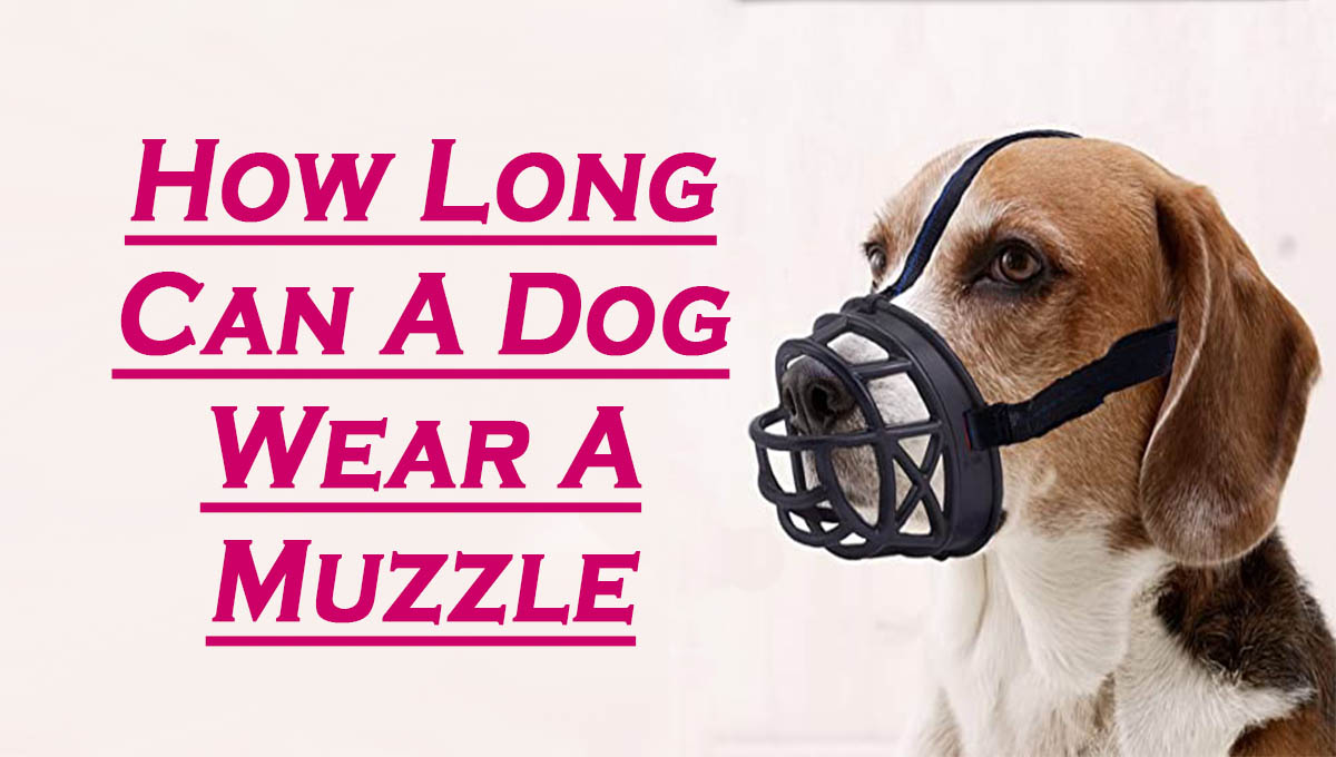 how-long-can-a-dog-wear-a-muzzle-pets-dog-world