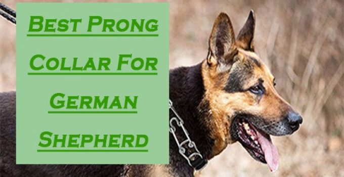 7 Best Prong Collar For German Shepherd | Pets Dog World