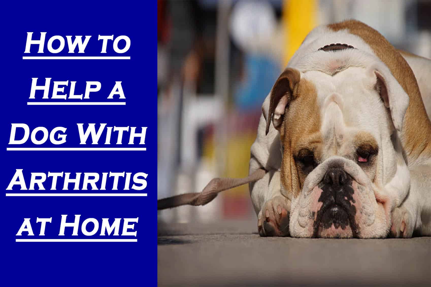 How Can I Help My Older Dog With Arthritis