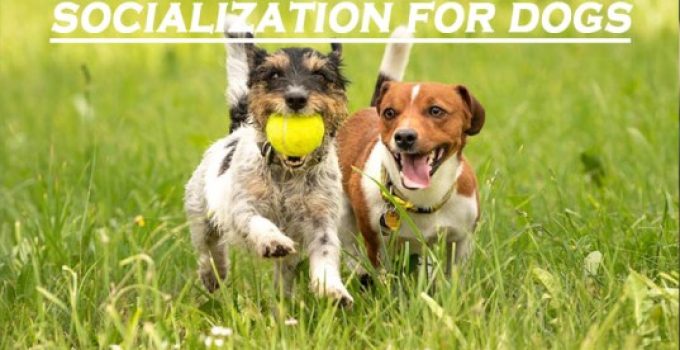 The Importance of Socialization for Dogs: How to Raise a Well-Adjusted